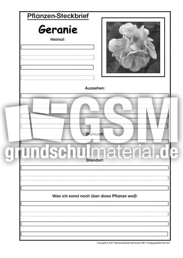 Pflanzensteckbrief-Geranie-SW.pdf